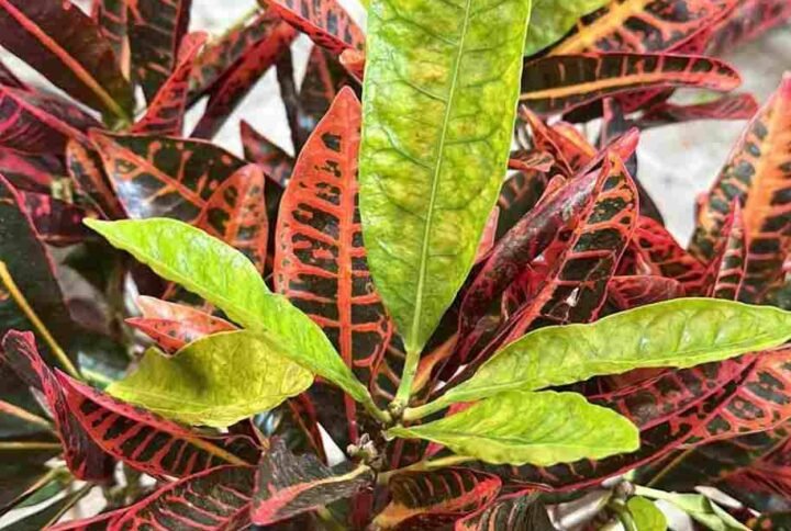 Buy Garden Croton | Plantshop.me