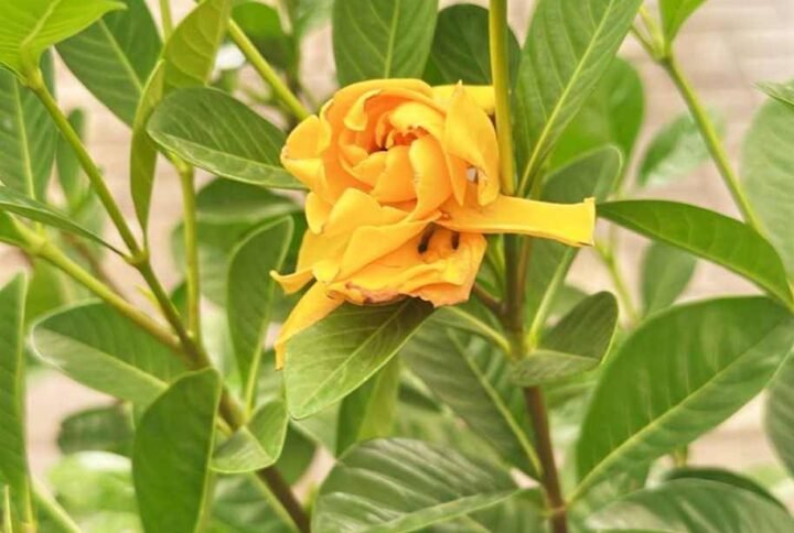 Buy Gardenia Golden Magic Thailand Plant UAE