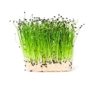 Buy Garlic Chives Microgreen Seeds | Fresh Flavor