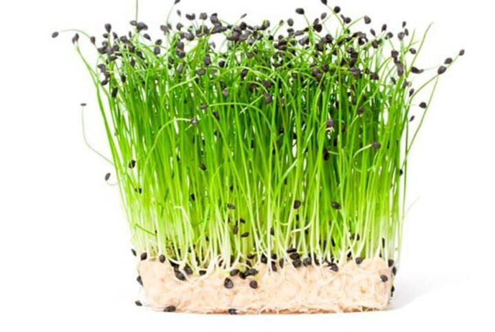 Buy Garlic Chives Microgreen Seeds | Fresh Flavor