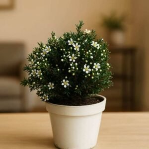 Buy Geraldton Wax | Best Price in UAE – Plantshop.me
