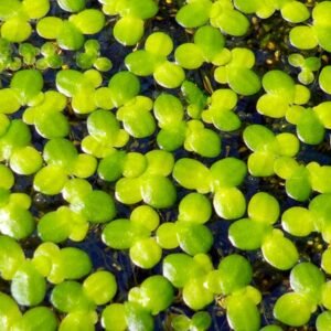 Buy Giant Duckweeds: Aquatic Plants for UAE Water Gardens