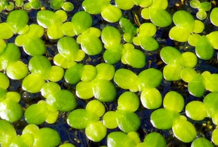 Buy Giant Duckweeds: Aquatic Plants for UAE Water Gardens