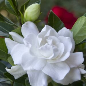 Buy Giant Gardenia Outdoor Plant | Plantshop.me