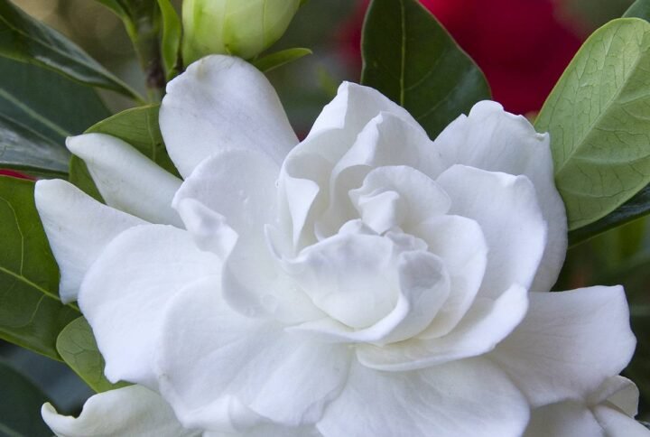 Buy Giant Gardenia Outdoor Plant | Plantshop.me