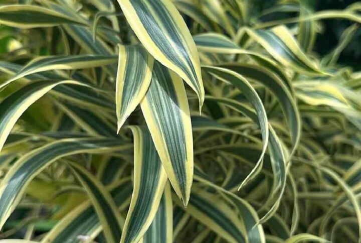 Buy Giant Song of India Online - Plantshop.me