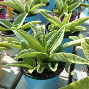 Buy Giant Squill Plant Online | Plantshop.me