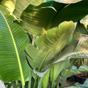 Buy Giant White Bird of Paradise China UAE
