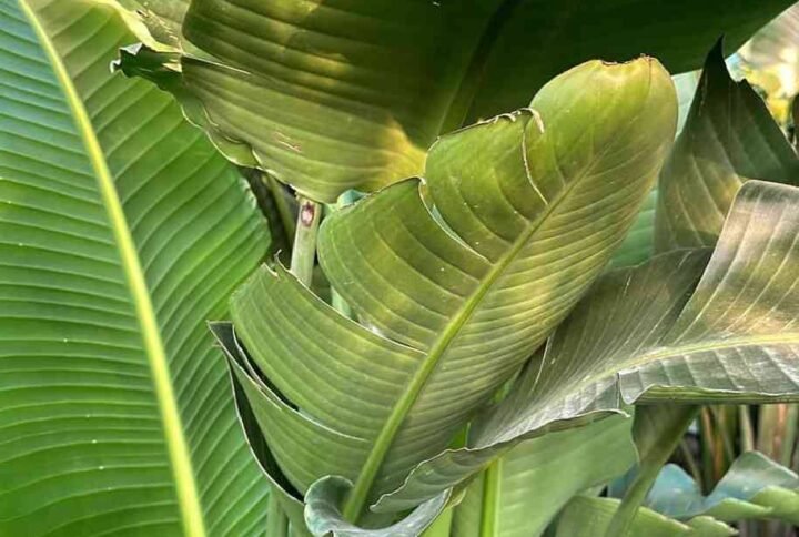 Buy Giant White Bird of Paradise China UAE