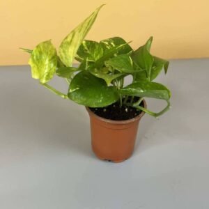 Buy Golden Pothos Mini - Unique Plants at Plantshop.me