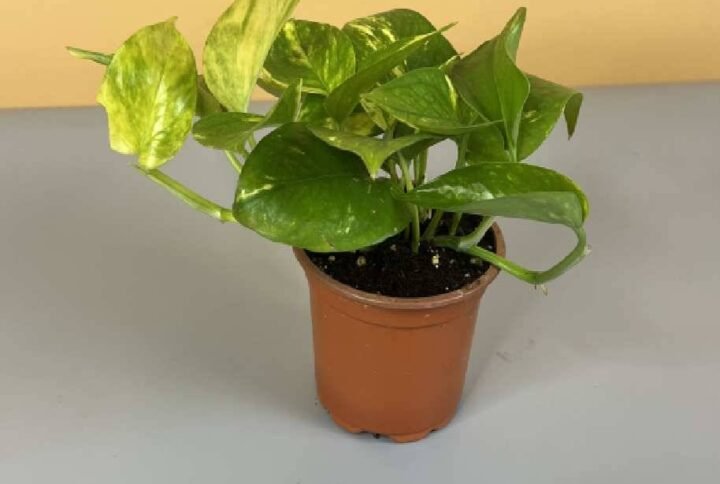 Buy Golden Pothos Mini - Unique Plants at Plantshop.me