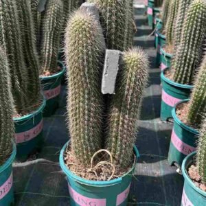 Buy Golden Spines Cactus Online in UAE | Plantshop.me