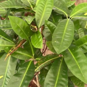 Buy Green Croton Oasis | Vibrant Indoor Plants