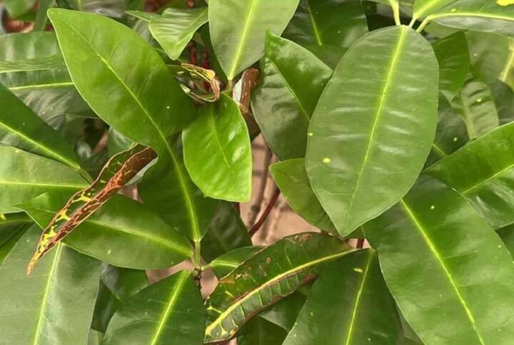 Buy Green Croton Oasis | Vibrant Indoor Plants