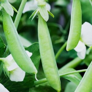 Buy Green Peas Seeds | Fresh Garden Peas | Plantshop.me UAE