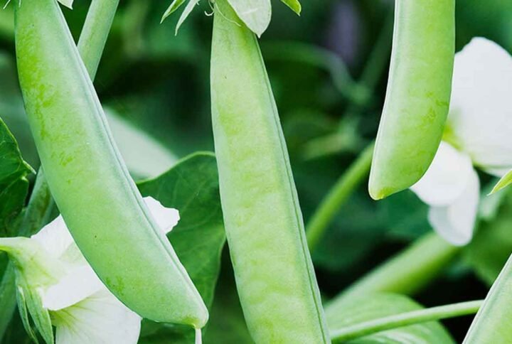 Buy Green Peas Seeds | Fresh Garden Peas | Plantshop.me UAE