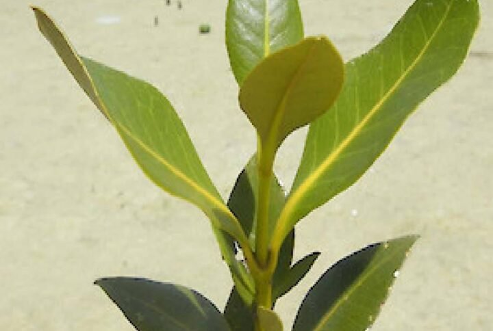 Buy Grey Mangrove Plant - Exotic Greenery Online
