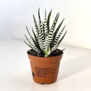 Buy Haworthia Wide Zebra - Succulent Collection UAE