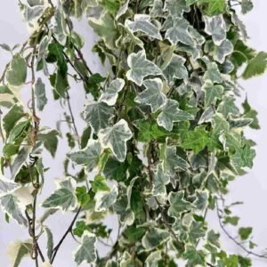 Buy Hedera Helix Variegated Hanging Plant UAE