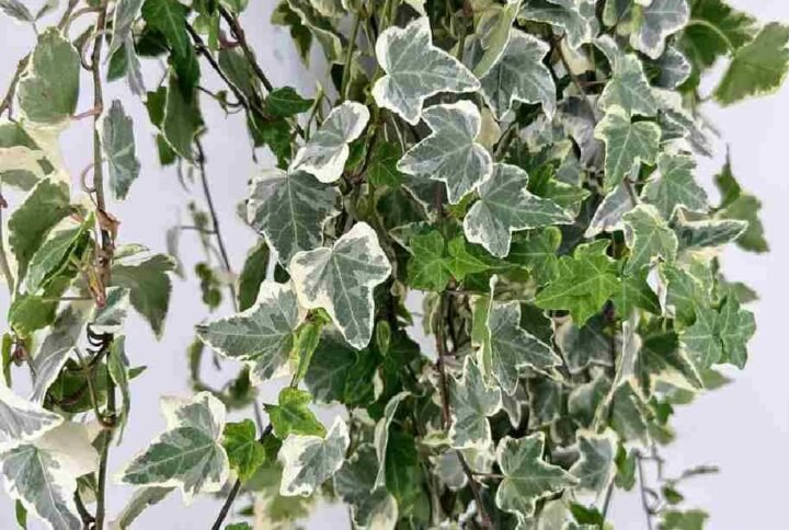 Buy Hedera Helix Variegated Hanging Plant UAE