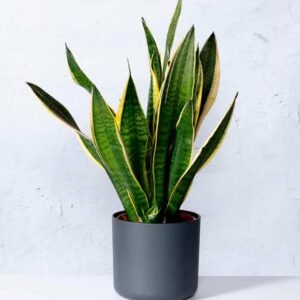 Buy Holland Snake Plant Indoor | Plantshop.me UAE