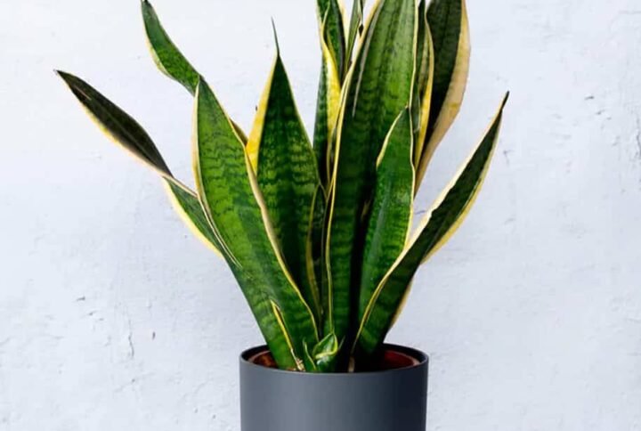 Buy Holland Snake Plant Indoor | Plantshop.me UAE