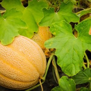 Buy Honeydew Melon Seeds - Plantshop.me UAE