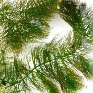 Buy Hornwort Coontails: Aquatic Plants for UAE Ponds
