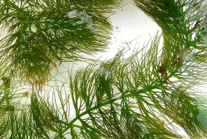 Buy Hornwort Coontails: Aquatic Plants for UAE Ponds