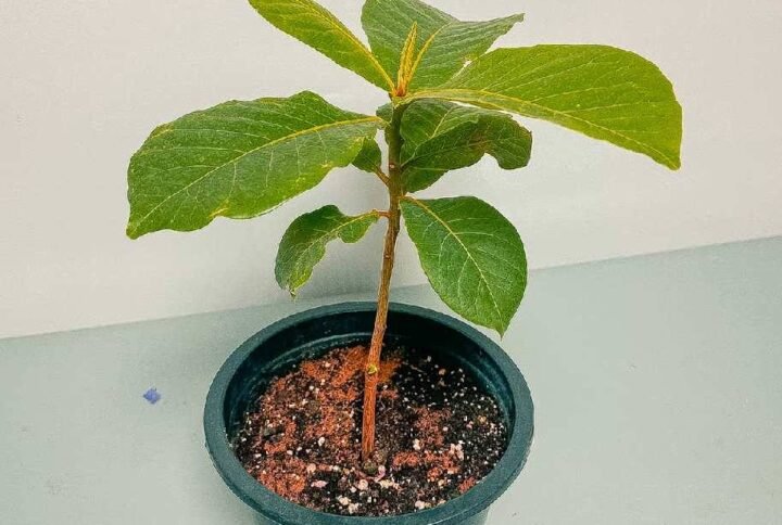 Buy Indian Almond Small | Best Price in UAE