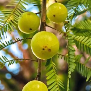 Buy Indian Gooseberry Amla Seeds - Fresh Stock | Plantshop.me