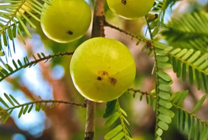 Buy Indian Gooseberry Amla Seeds - Fresh Stock | Plantshop.me