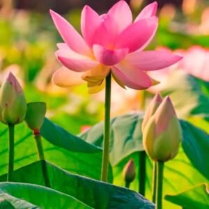Buy Indian Sacred Lotus Seeds Online - Plantshop.me