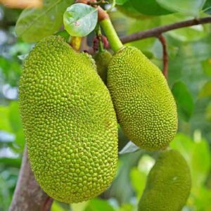 Buy Jackfruit Tree Online | UAE Delivery | Plantshop.me