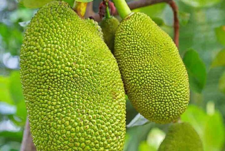 Buy Jackfruit Tree Online | UAE Delivery | Plantshop.me