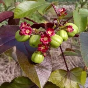 Buy Jatropha Gossypiifolia | Bellyache Bush UAE
