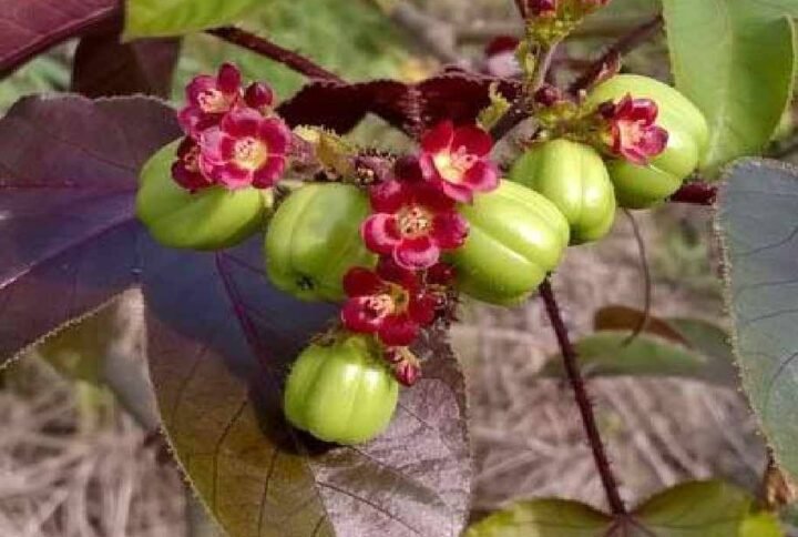 Buy Jatropha Gossypiifolia | Bellyache Bush UAE