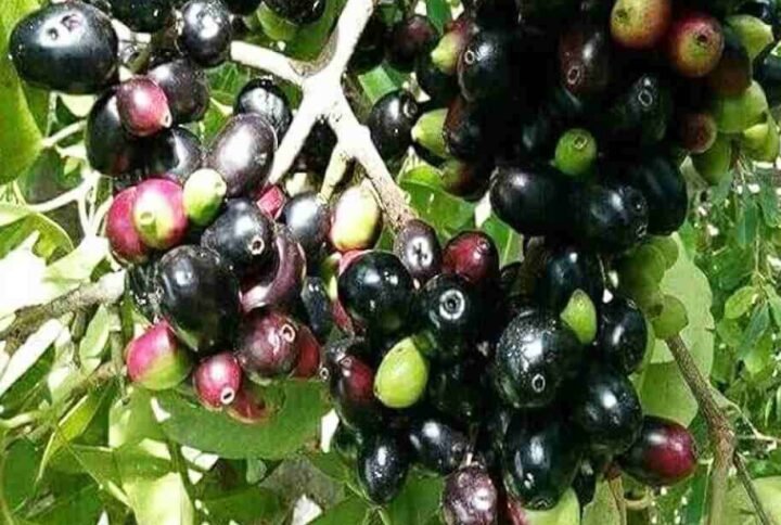 Buy Java Plum - Jamun Tree Online | Fast UAE Delivery