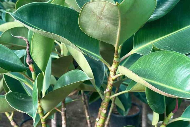 Buy Jungle Jewel Rubber Plant | Plantshop.me