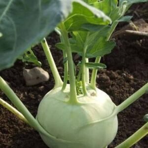 Buy Knol Khol F1 Hybrid Seeds | Plantshop.me UAE