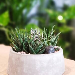 Buy Konkri Spiked Garden | Plantshop.me UAE
