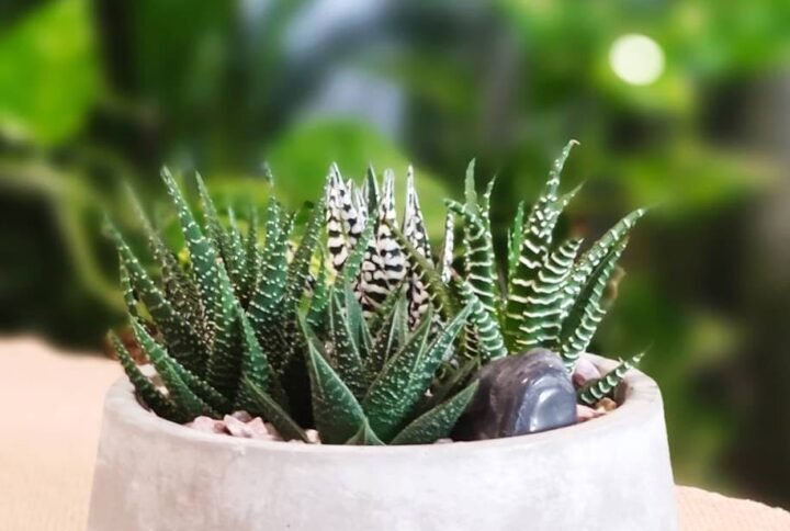 Buy Konkri Spiked Garden | Plantshop.me UAE