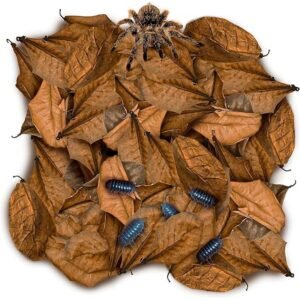 Buy Leaf Litter for Terrariums & Vivariums | Plantshop.me