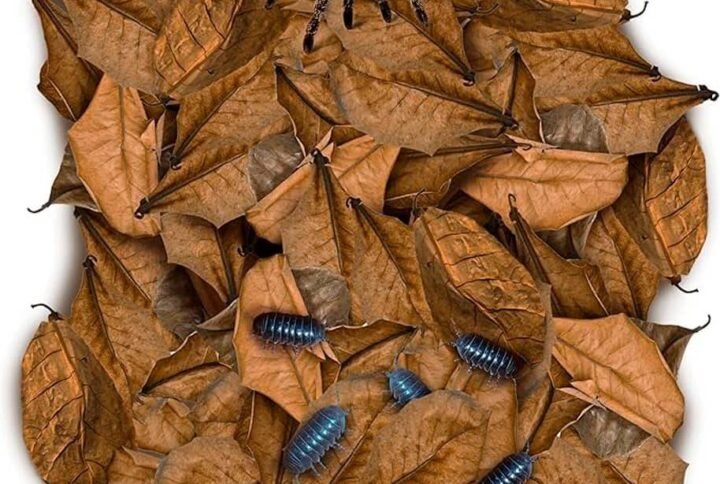 Buy Leaf Litter for Terrariums & Vivariums | Plantshop.me