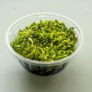 Buy Live Comb Moss - Ctenidium Molluscum | Plantshop.me