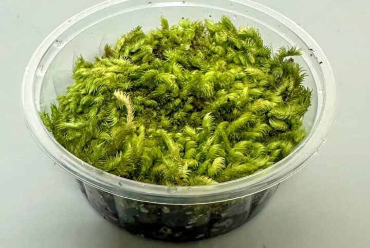 Buy Live Comb Moss - Ctenidium Molluscum | Plantshop.me