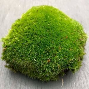 Buy Live Cushion Moss: Lush Green Beauty | Plantshop.me