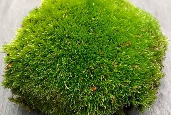 Buy Live Cushion Moss: Lush Green Beauty | Plantshop.me