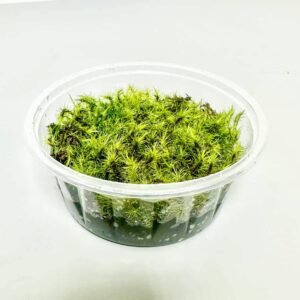 Buy Live Fork Moss - Dicranum scoparium | Plantshop.me