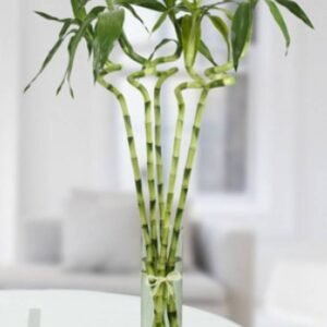 Buy Lucky Bamboo Stick | Plantshop.me UAE